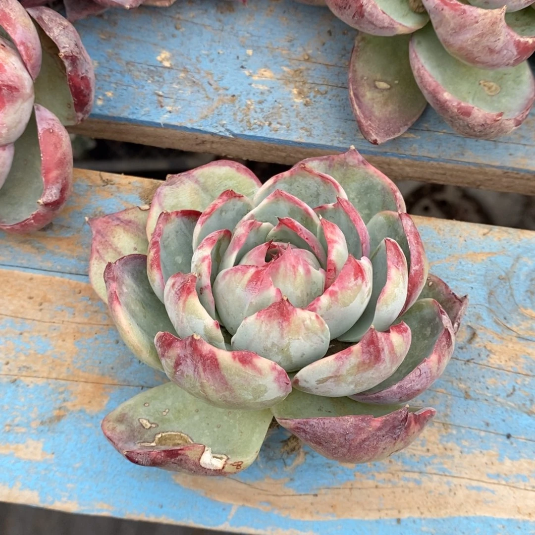 ****拉        231。