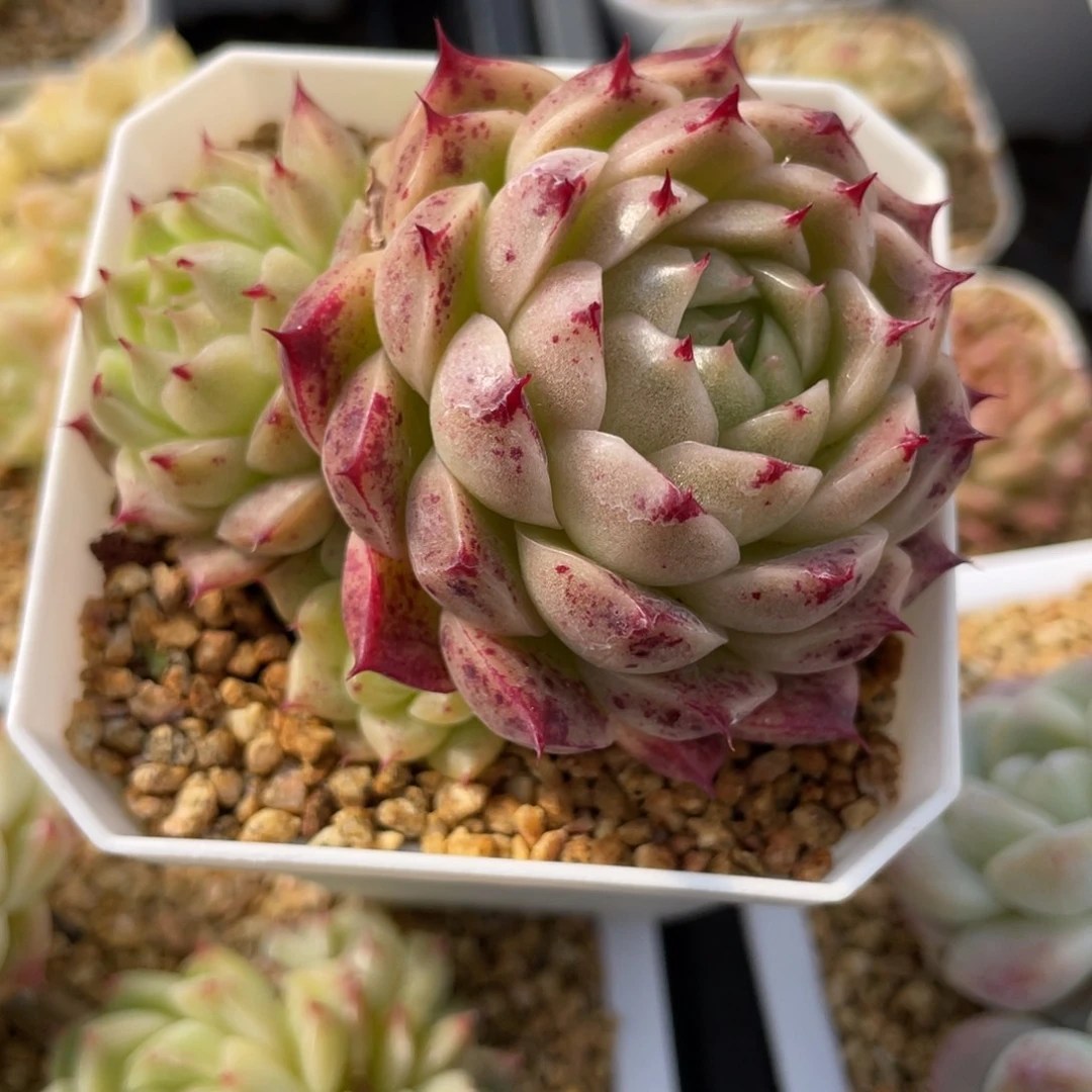 多***控L优选麦杆多肉福利2755