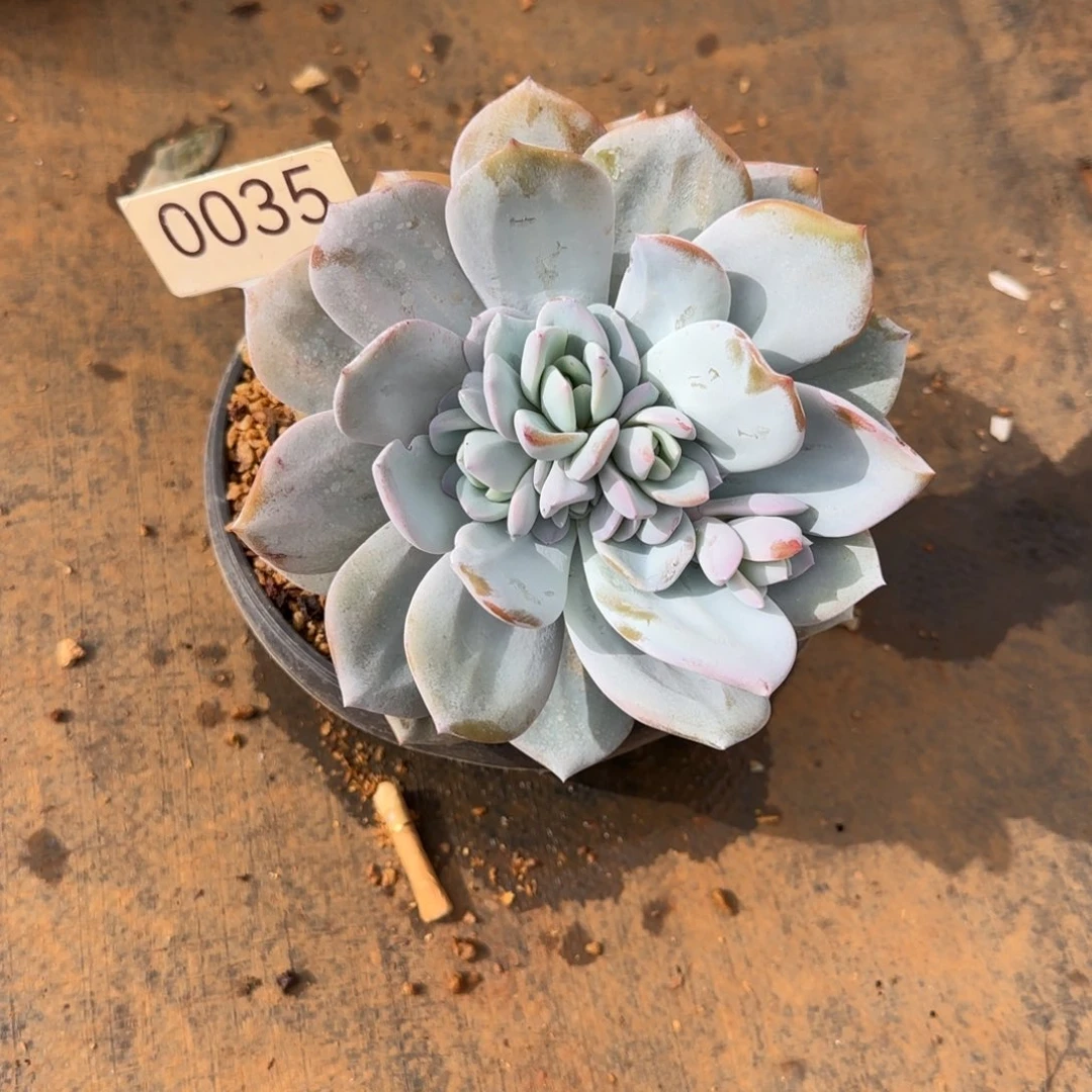 已***矣单头分心奶茶。  叶片折了。 0035号。