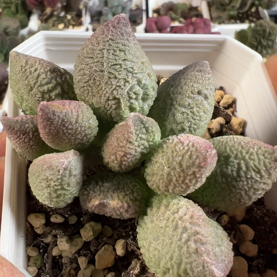 实生新品多肉植物水泡