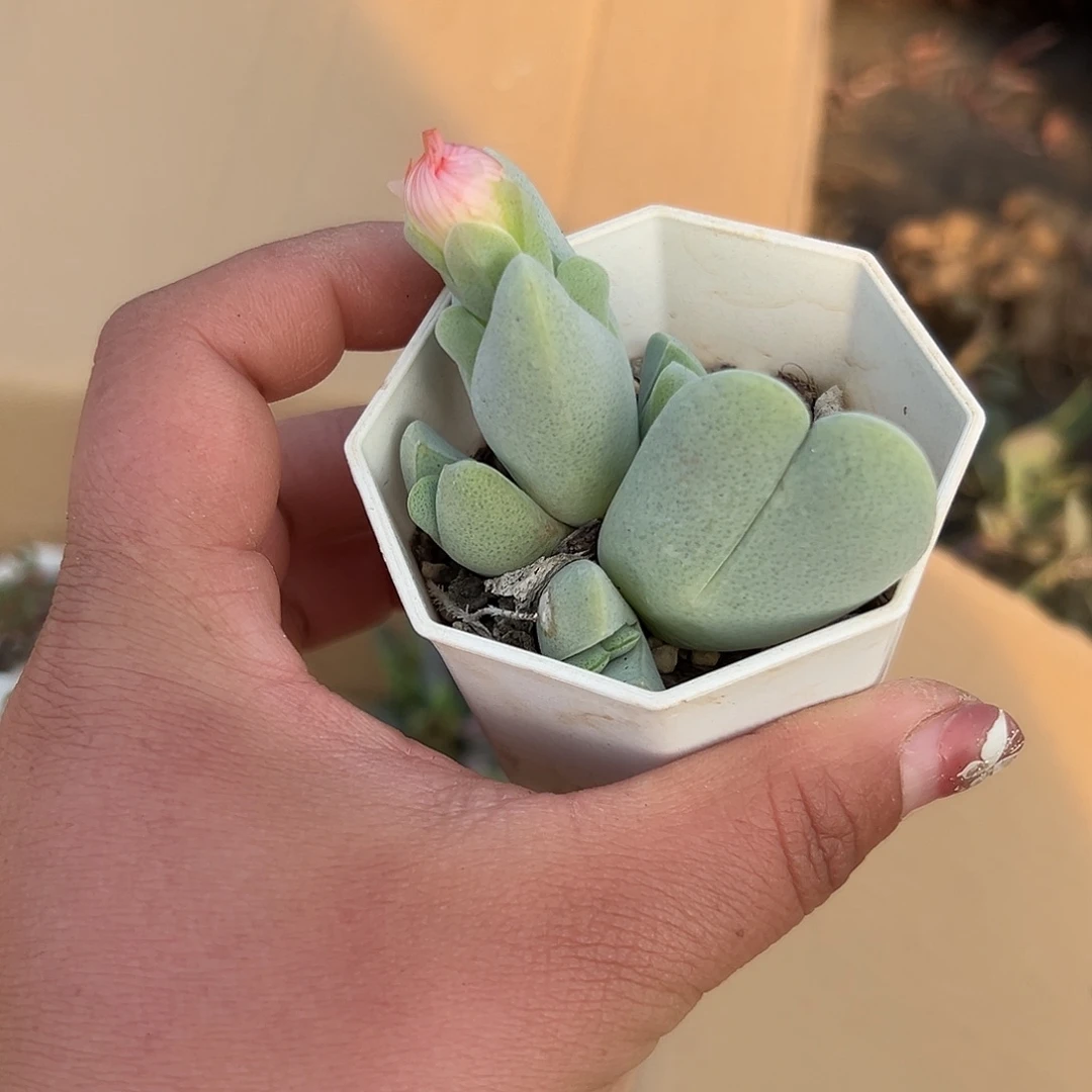 多肉植物神风玉开花