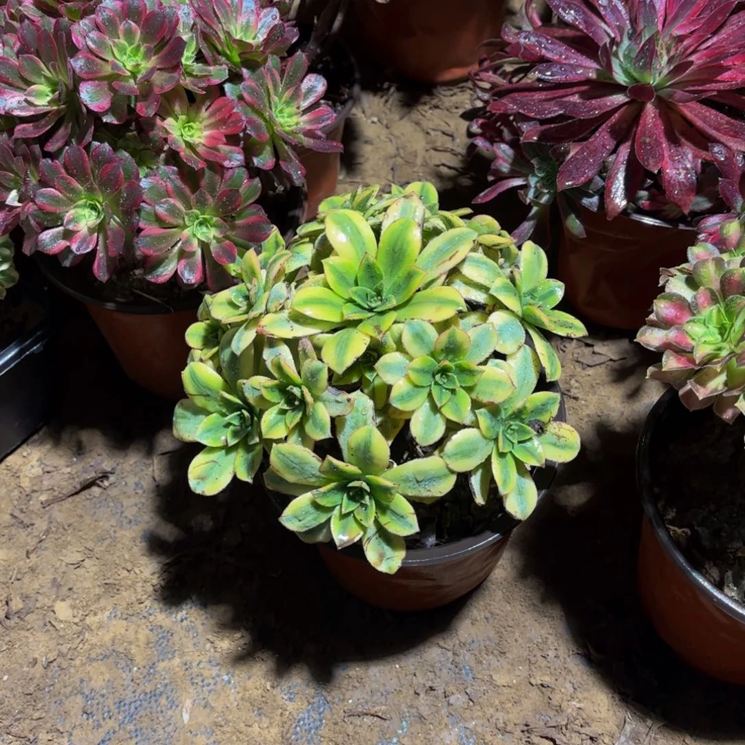 星爆法师9.9多肉植物
