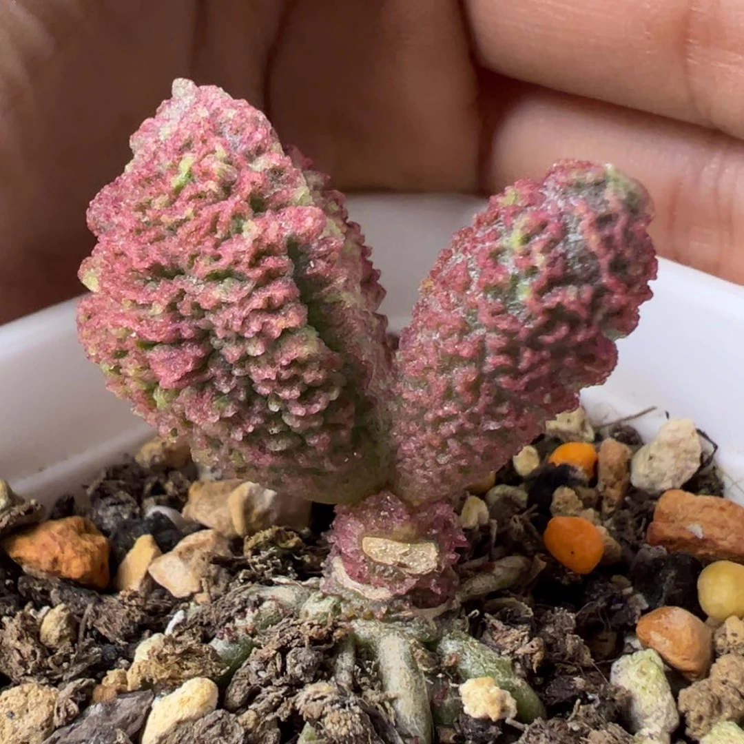 渐变色实生新品多肉植物水泡