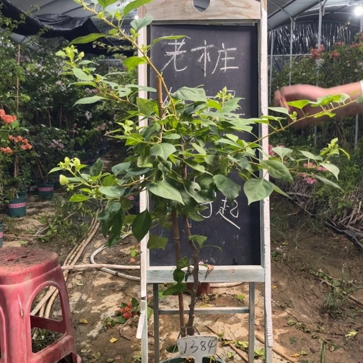 无花朵三角梅三角梅1384