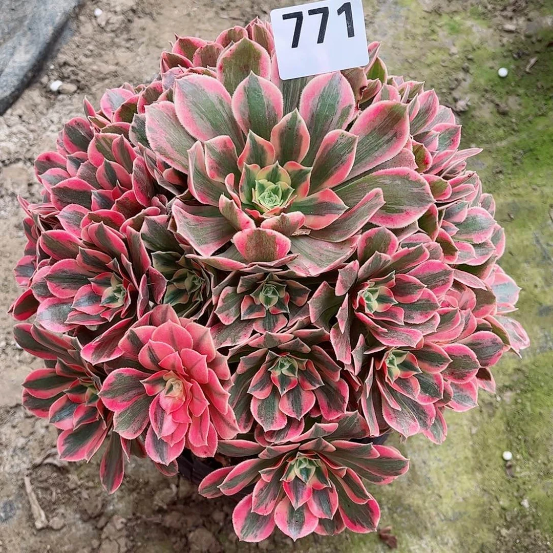 无花朵骆*多肉植物女妖771
