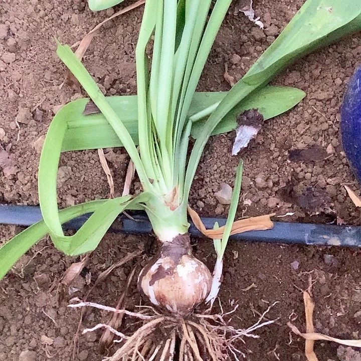 无花朵阿芙蕾7左右带侧 开花包对版