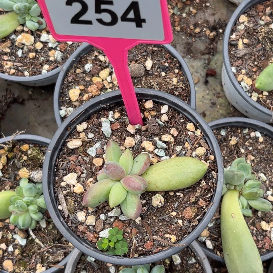 多肉植物朵唯菲254