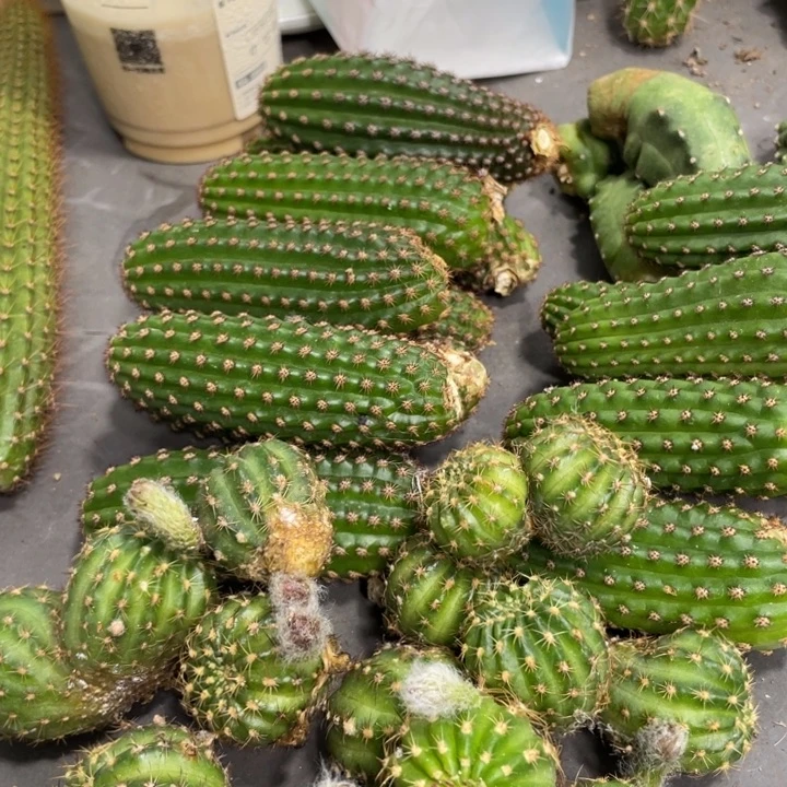 新品进口丽花沙棠侧芽一个