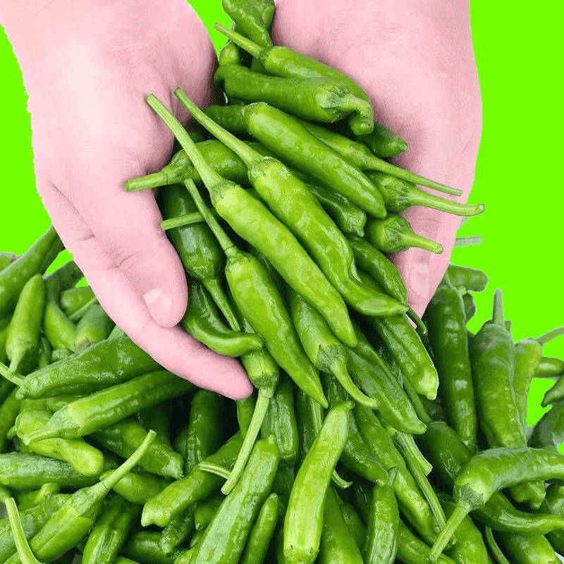 【现摘现发】青阳辣椒香辣青辣椒农家土辣椒食用嫩青线椒农产品尝鲜