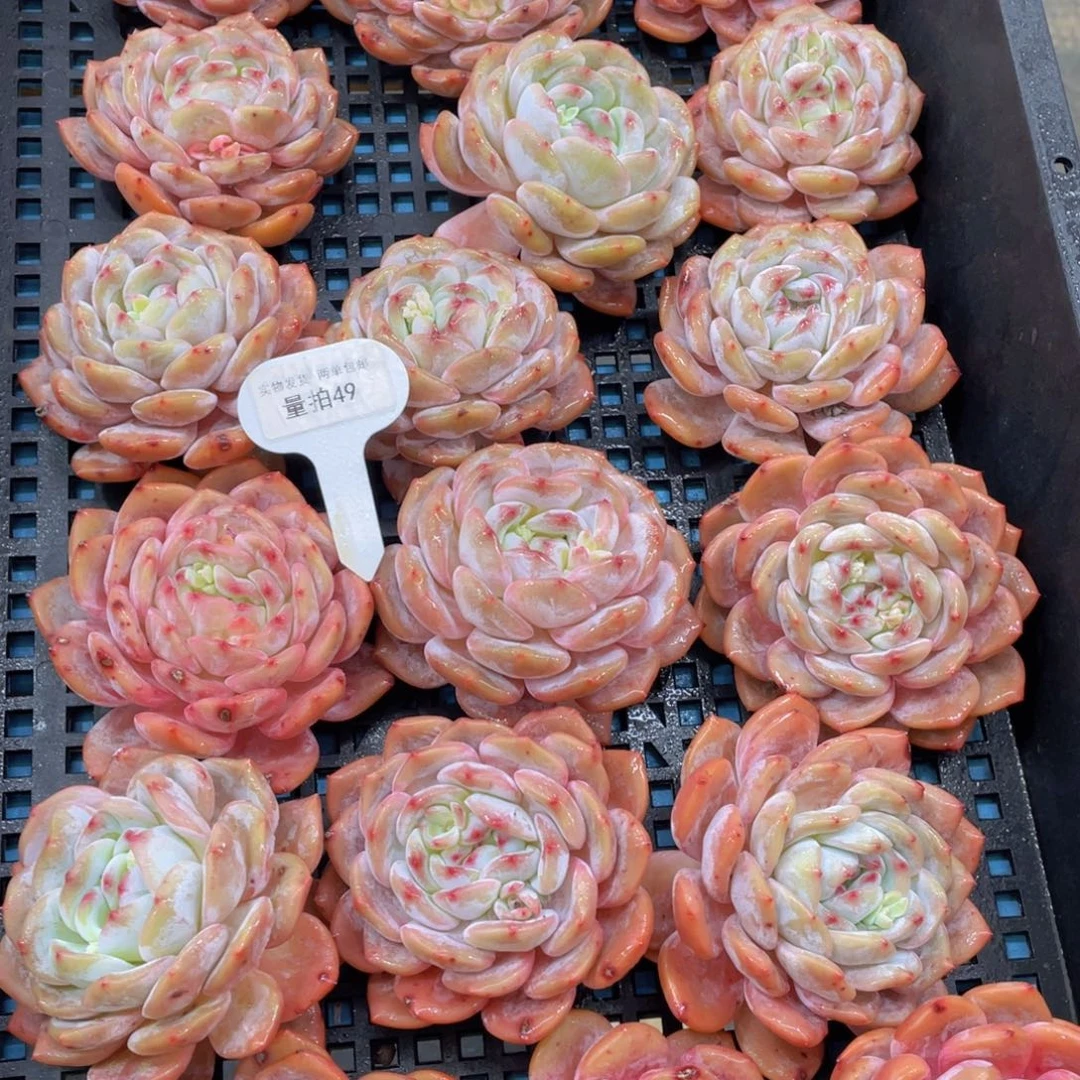 量拍49号宽叶韩版橙梦露母本大单头两个