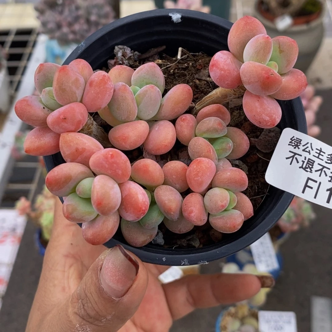 橘子香水洛神194/7cm