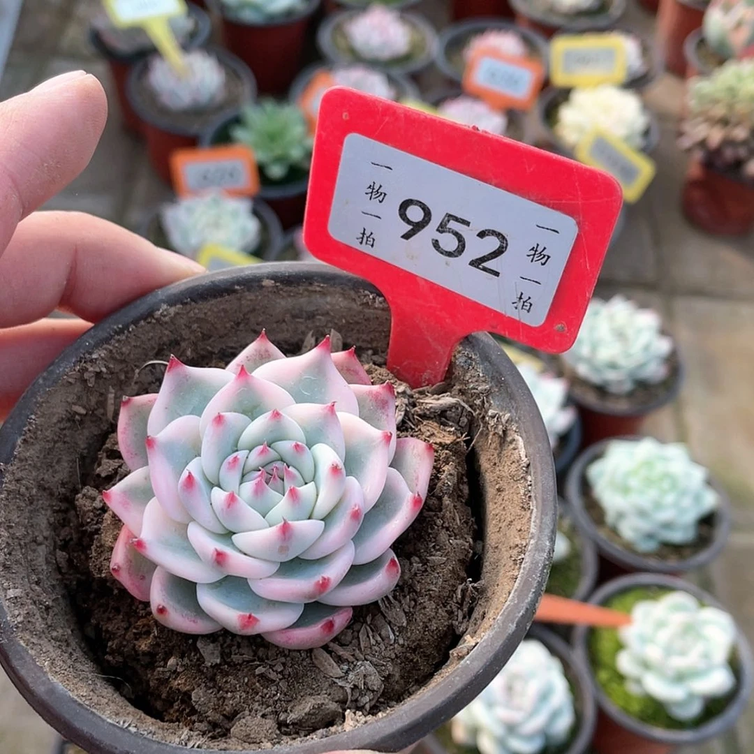 【闪购商品】?****?952号