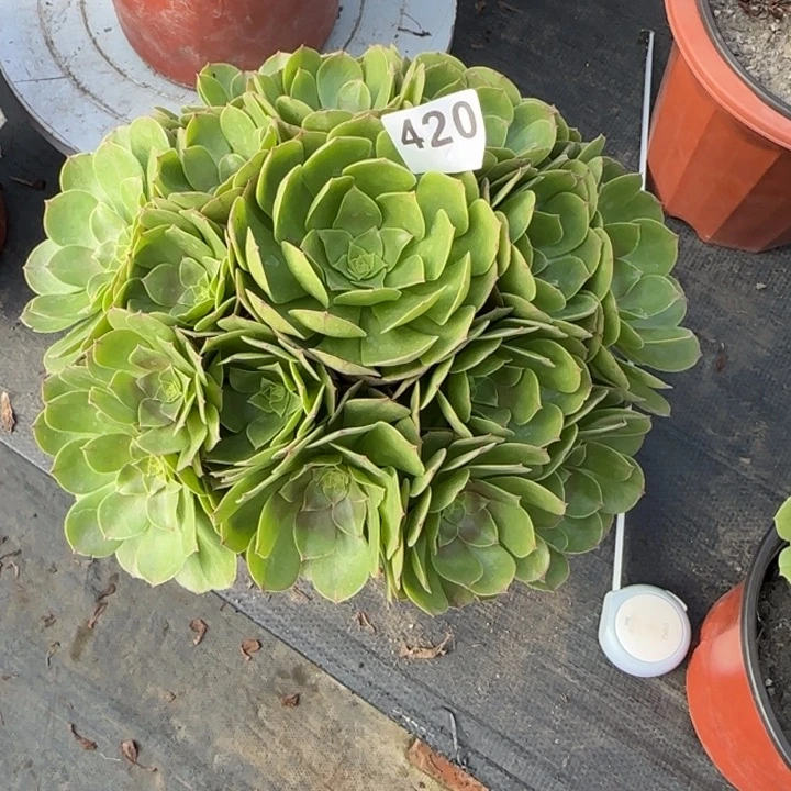 房***店多肉植物万圣节420