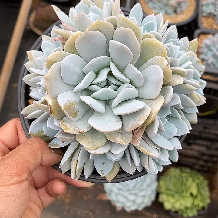 多肉植物一物一拍