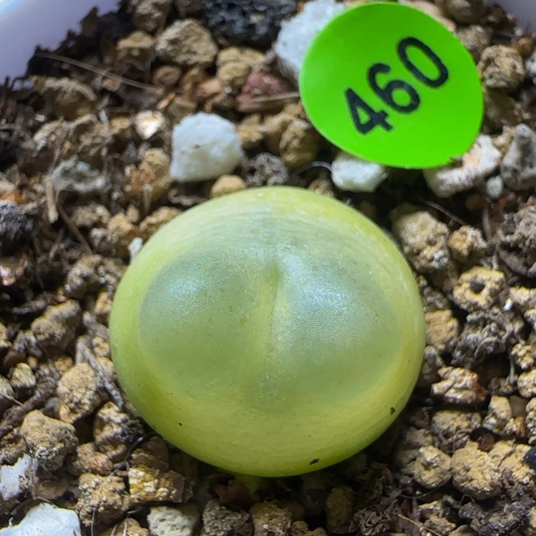 拉登1.5+多肉植物460