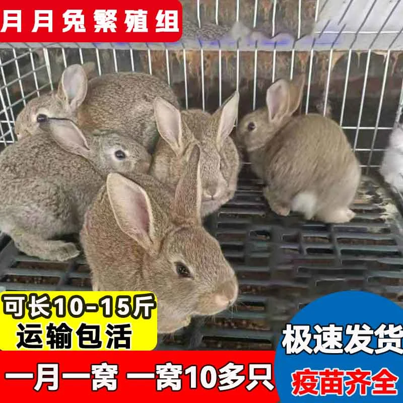 兔子活肉兔大型家养肉兔苗比利时兔小白兔活物繁殖兔子活体可食用