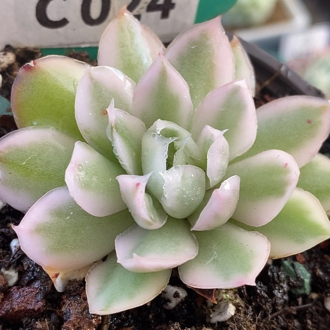 024紫蝴蝶哈哈哈哈哈