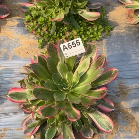 多肉植物男神捧花