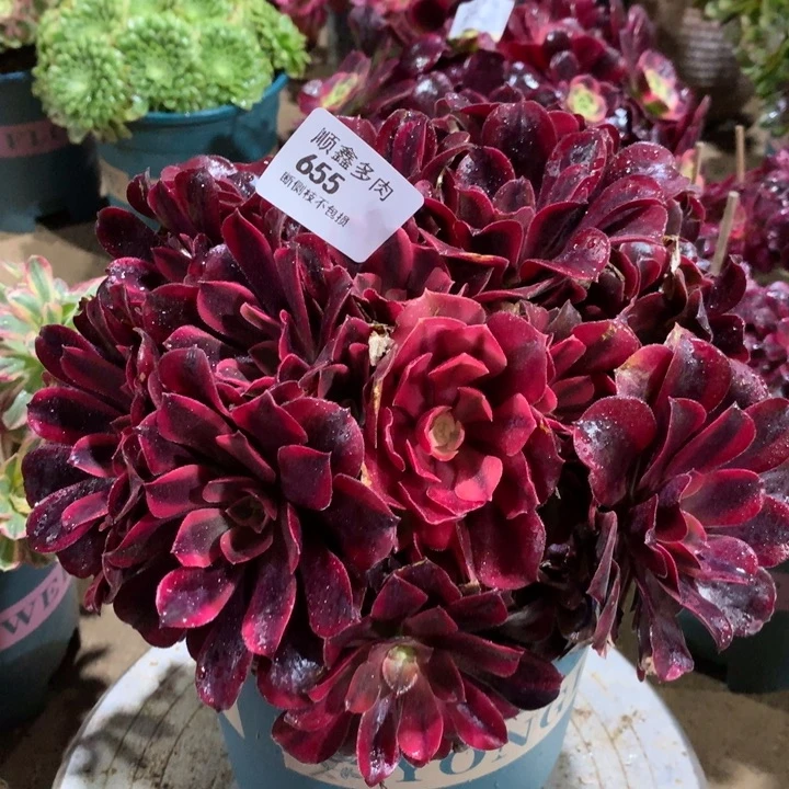 655蒙娜丽莎多肉植物