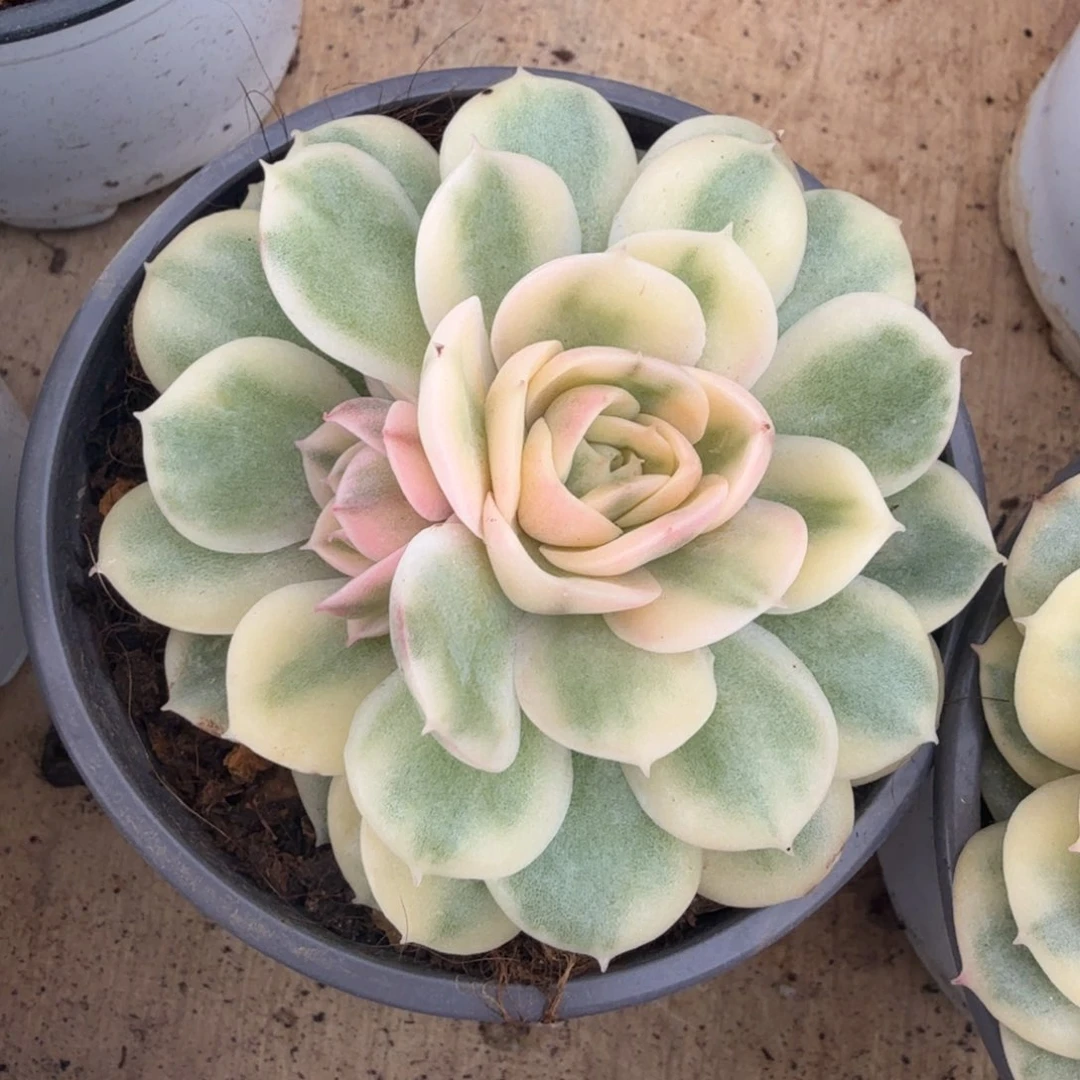 绿体昂斯诺锦带侧芽