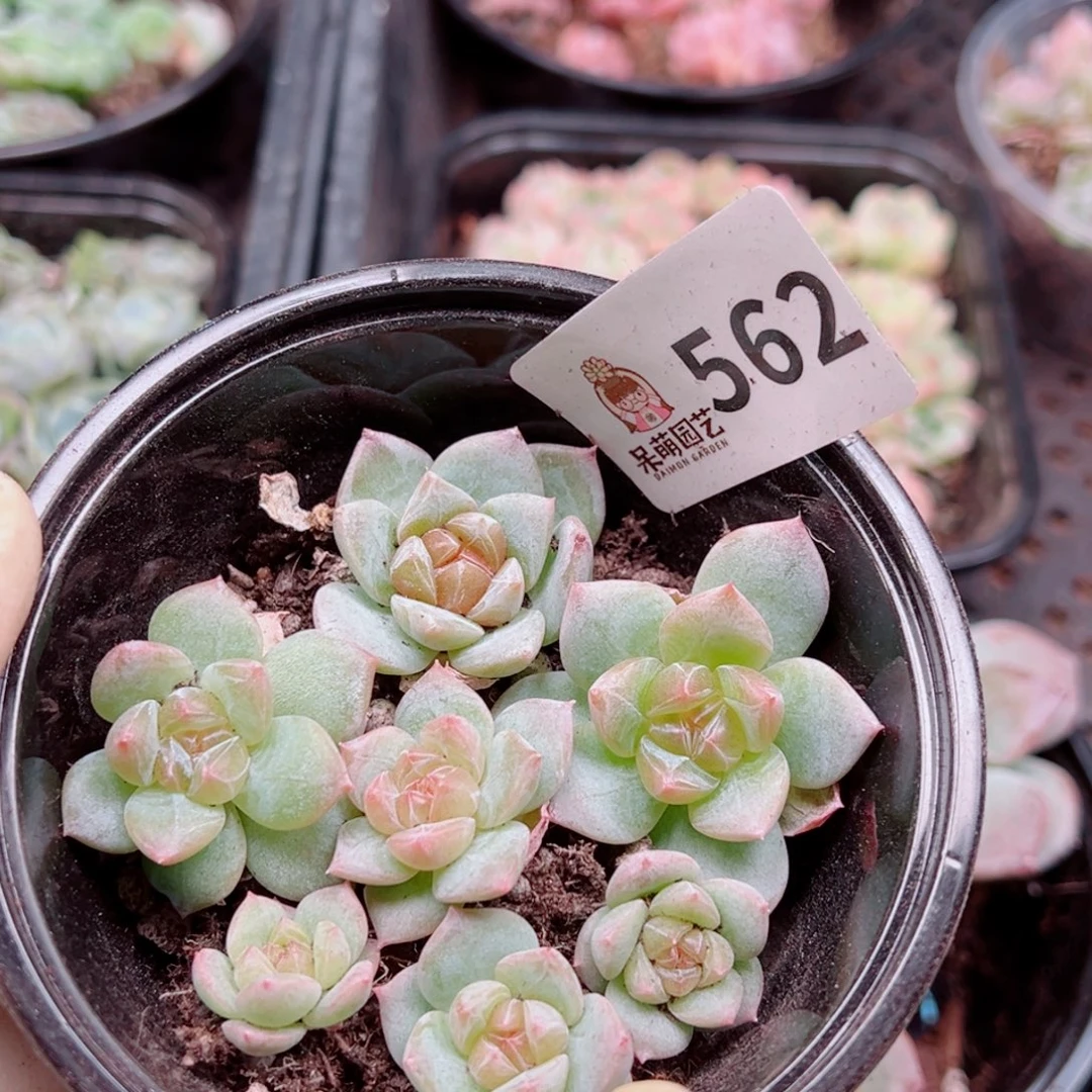 多肉植物多肉植物
