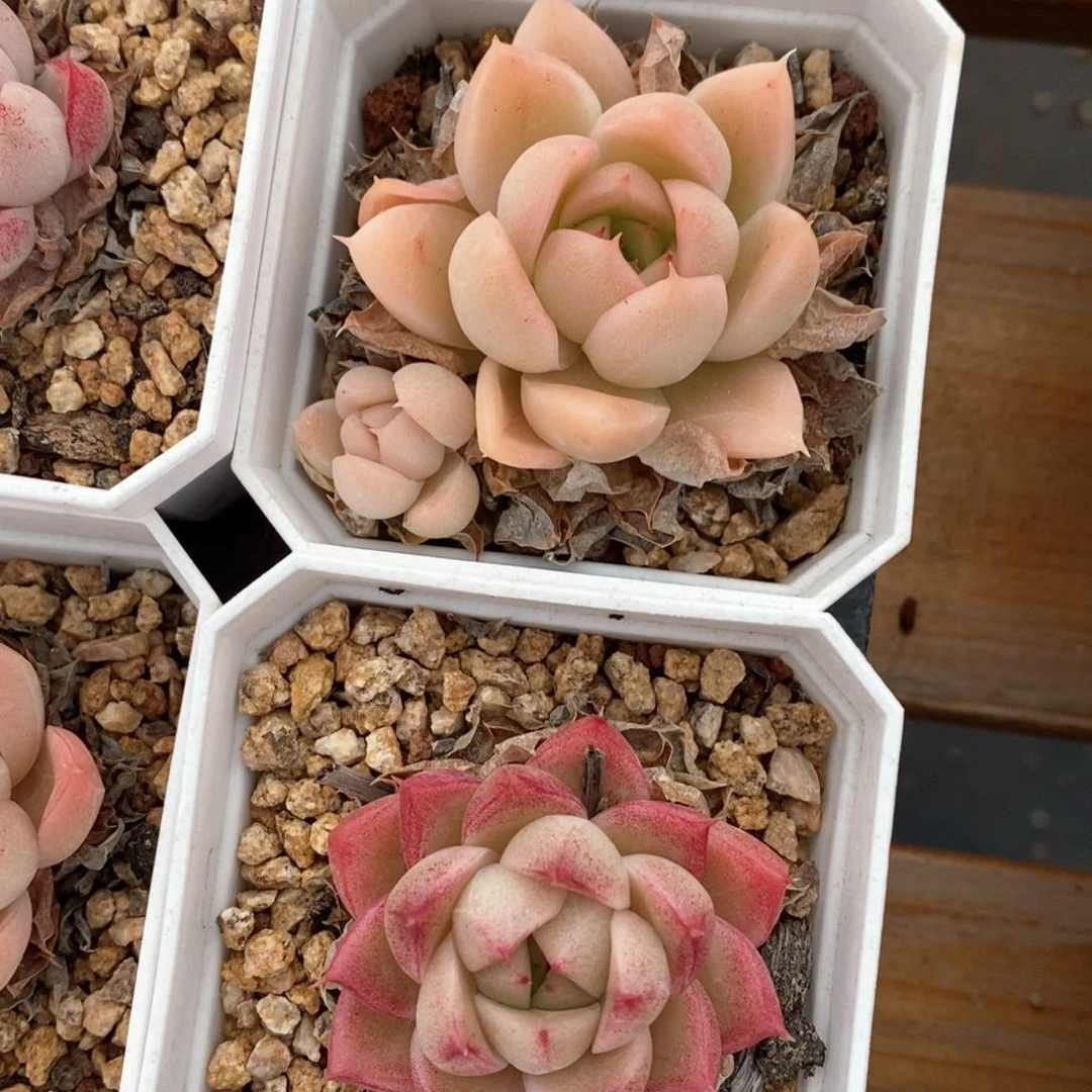 精品多肉一物一拍155