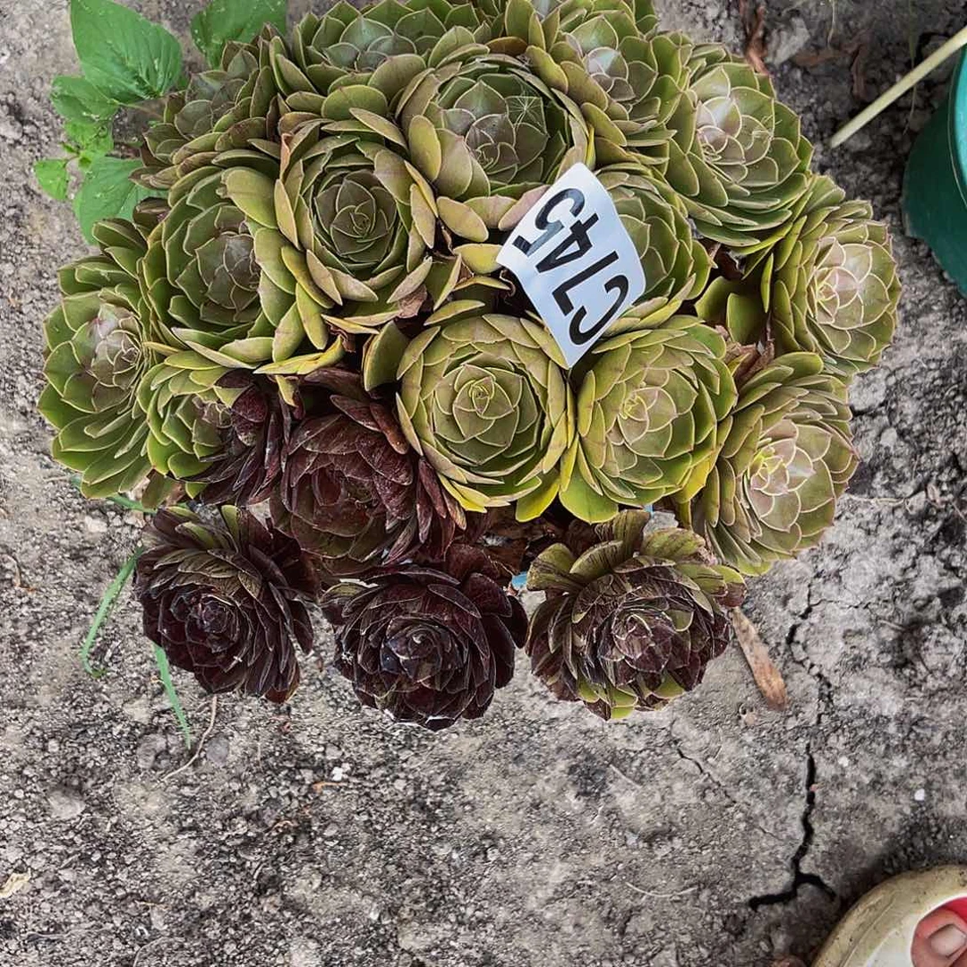 黑罗刹法师32-//-4包邮