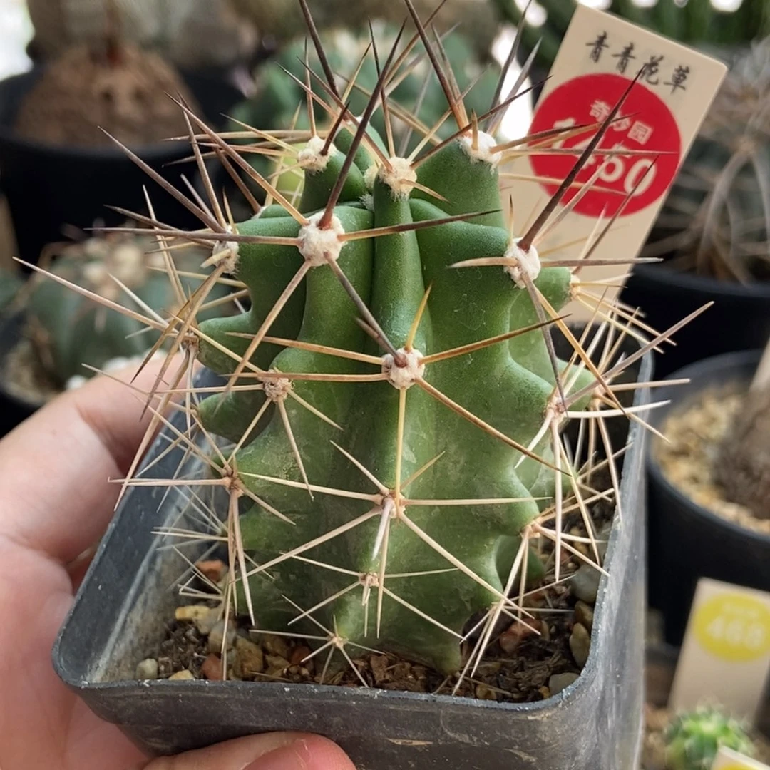 实生篝火虾一棵仙人球