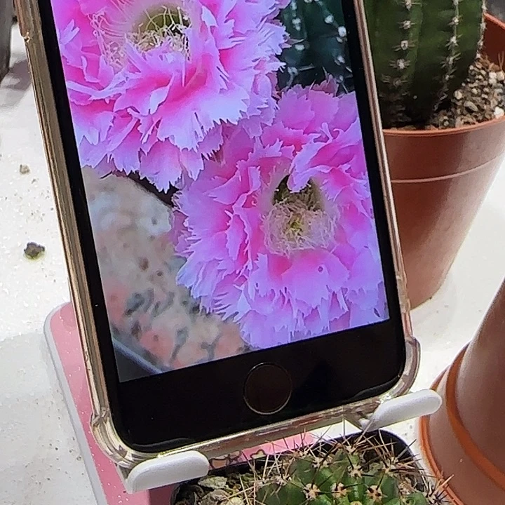 彩草3号羽毛带根3公分左右