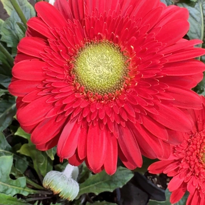 原盆原土一加仑非洲菊法兰西