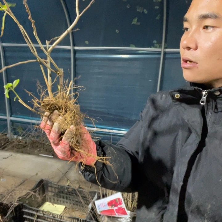 以实际为准琴吹海棠花一颗