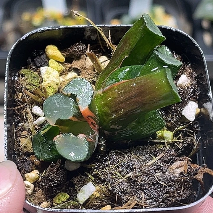 158双头欧大宝万象锦