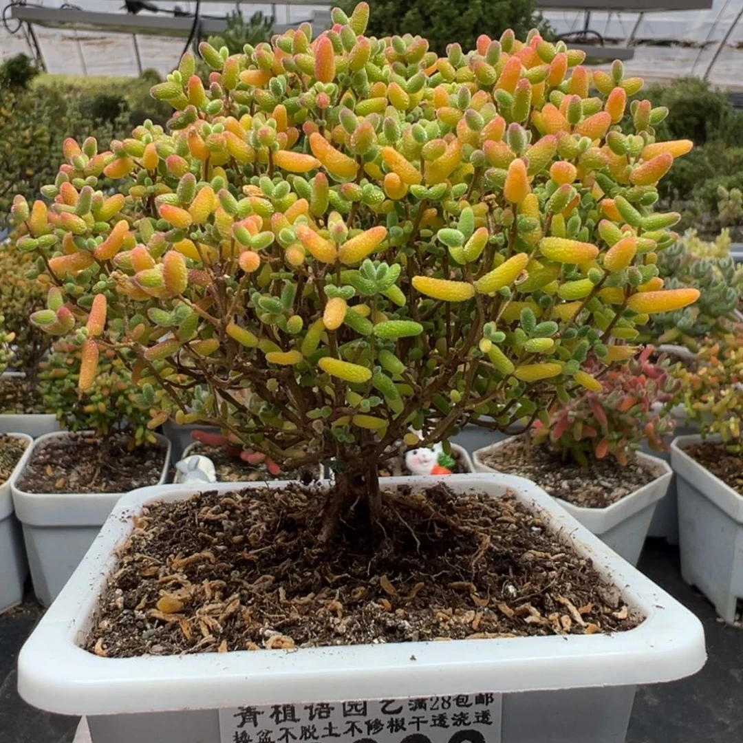 C2003蜜桔糖球一物一拍