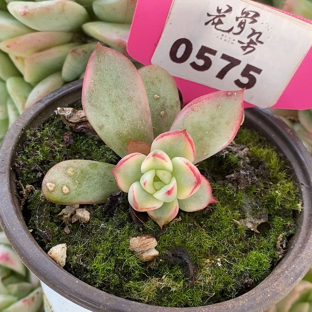 575东云杂哈哈哈哈看