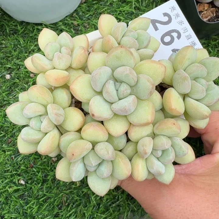 开播福利泡泡糖  开播福利多肉植物