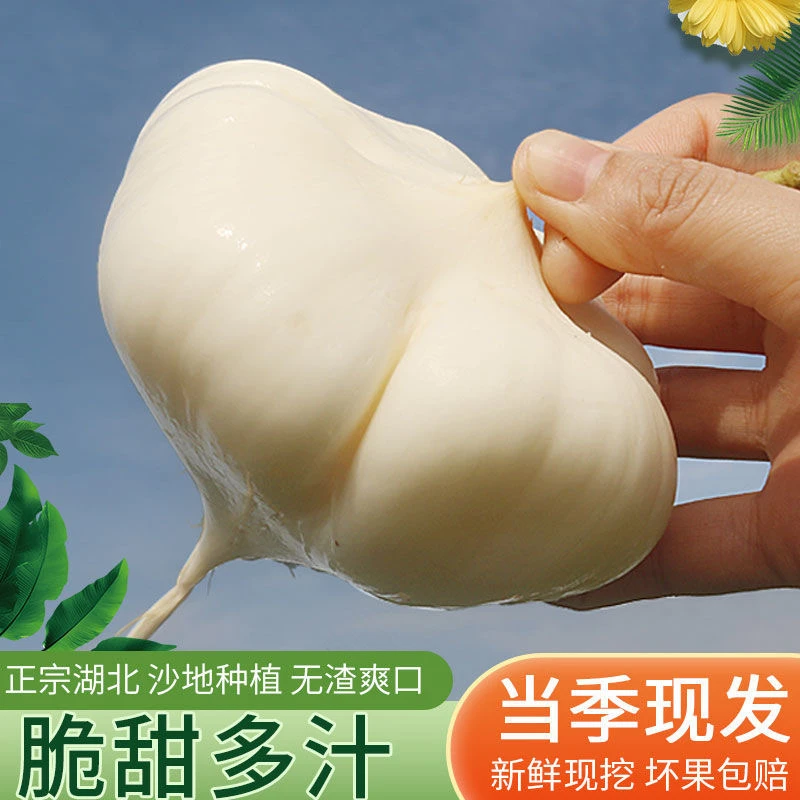 新鲜现挖 湖北凉薯地瓜 脆甜多汁 当季水果地萝卜白地瓜沙葛