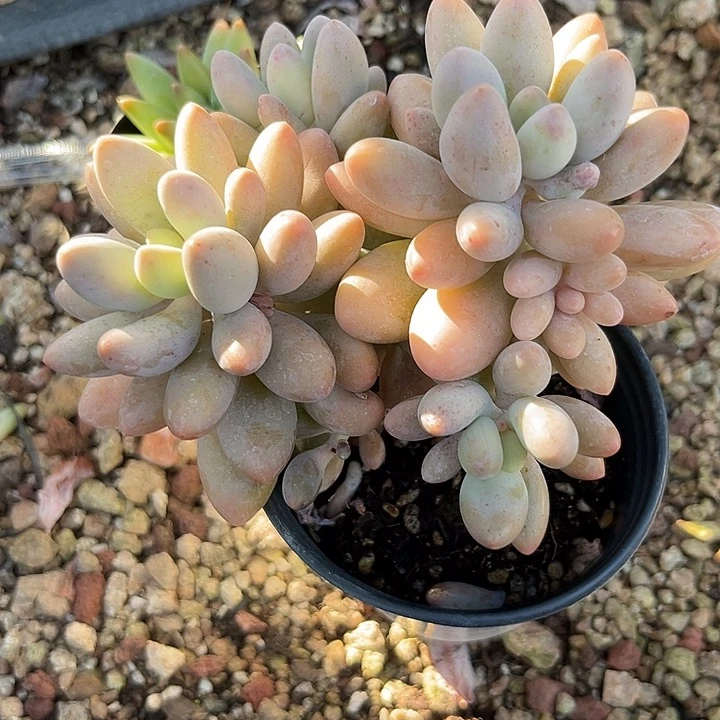 *****汤圆367999¥@ookkk