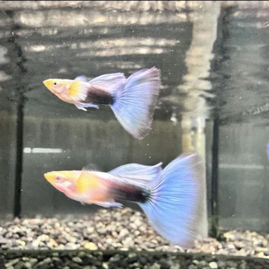 『蓝礼服欧翼』精品孔雀鱼 金背满麟 鱼房精养 种鱼孕母