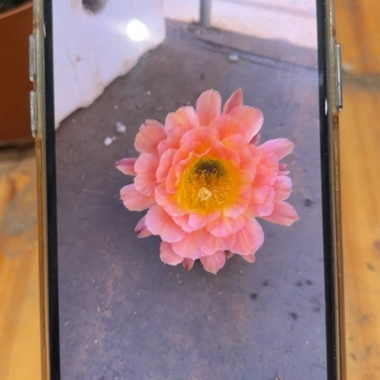 彩草夏娃6公分左右