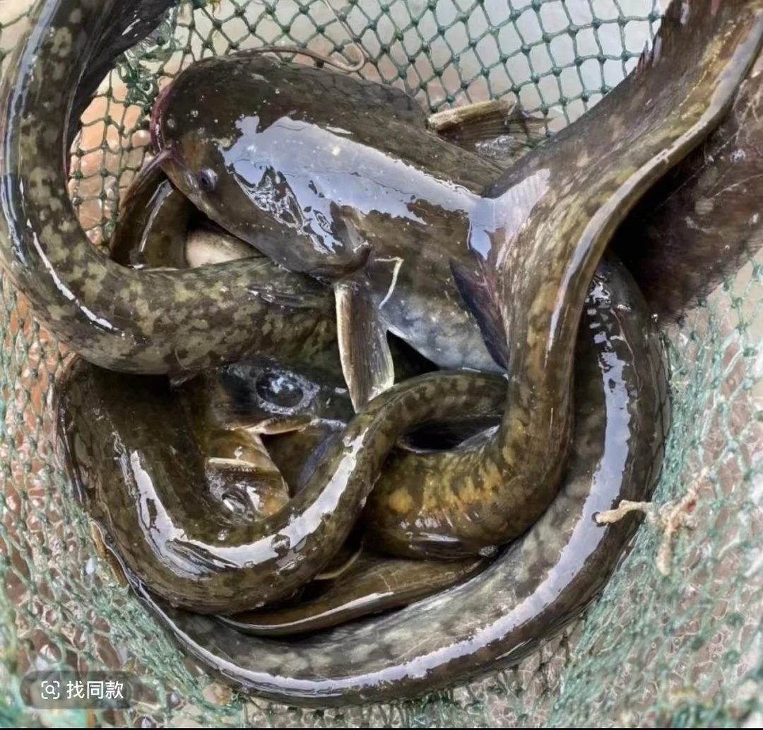 活体鱼四川土鲶沟鲶观赏水族淡水饲养