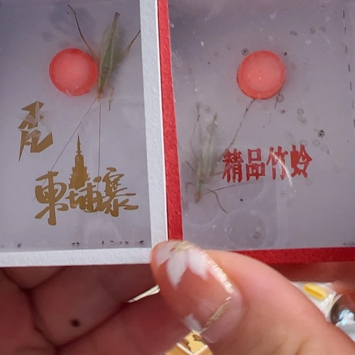 哈哈哈柬埔寨紫竹各一个