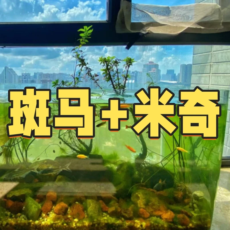 【新手套餐】好养耐活 新手可养 热带淡水鱼