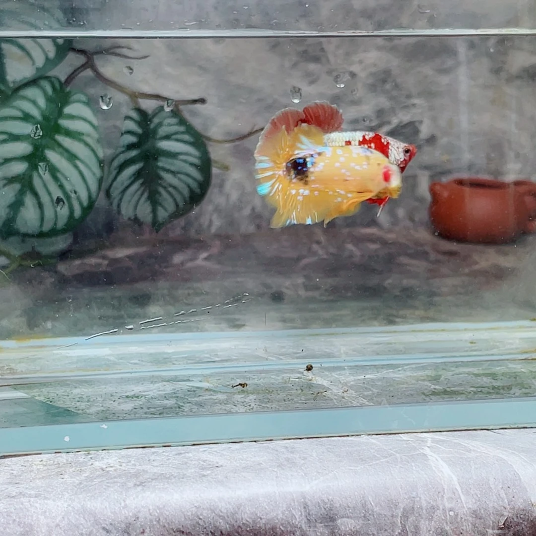 斗鱼育平斗鱼泰国斗鱼