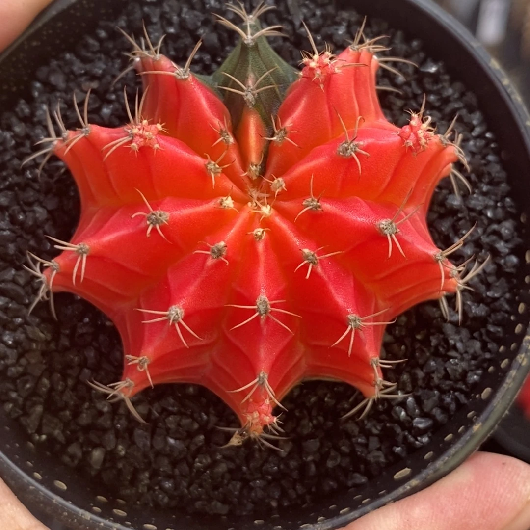 精品米哈—带盆土发货30