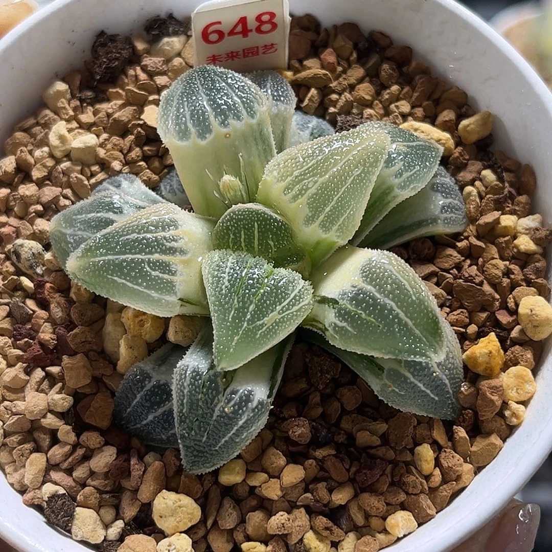 648糊斑磨面寿锦福利福利