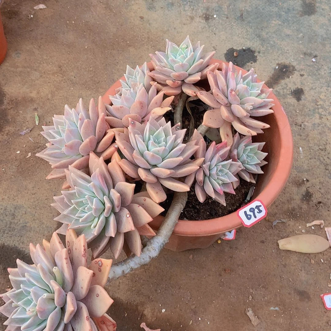 九号一物一拍多肉695血色黄昏