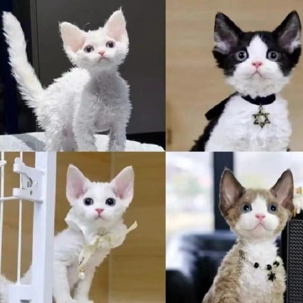 【纳吉德文猫舍】可爱猫咪德文专属链接