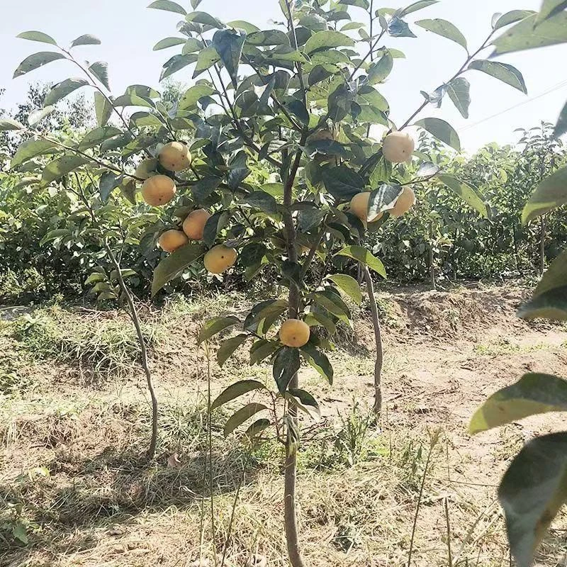 直播间一物一拍各种果树苗柿子树苗