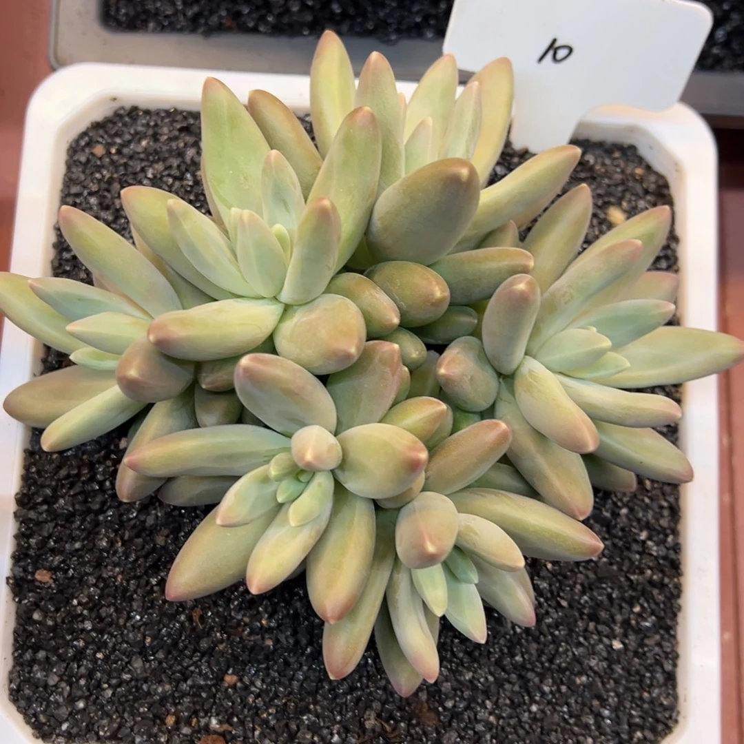 向***向10多肉植物一物一拍