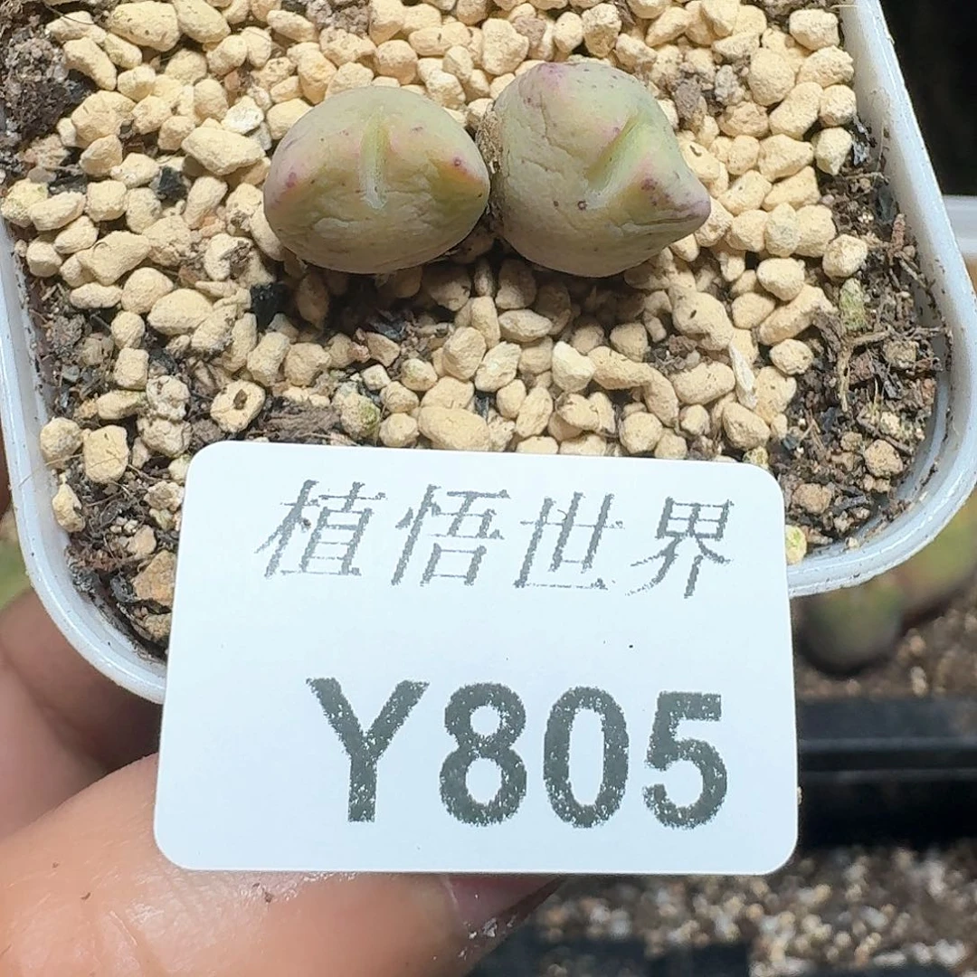 805盒多肉植物哇f g